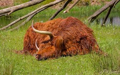 Scottish highlander (Highland cow).