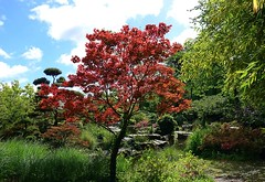 Jardin japonais .