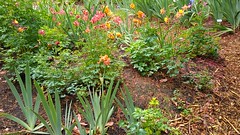 Schreiner's Iris Gardens, Salem, Oregon