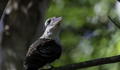 Kookaburra/Kingfishers
