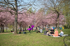 Kirsikkapuisto 2021