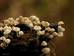 Hongos - Mushrooms