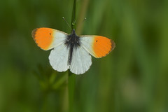 Butterflies - Pieridae (běláskovití)