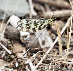 Butterflys-Extremadura