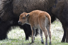 2021-May 13-14-15 Yellowstone National Park