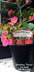 Strawberries 2021