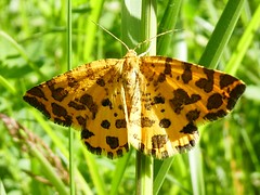 Panthère - Speckled Yellow