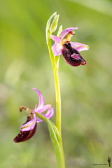 Ofride di Bertoloni (Ophrys bertolonii)