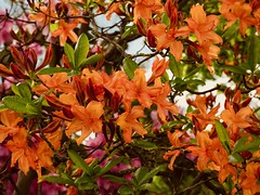 Azalea's and Rhododendrons