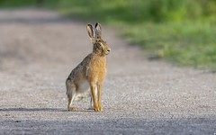 Hare.