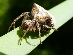 Epeire dromadaire - Two-tubercled orb-web spider