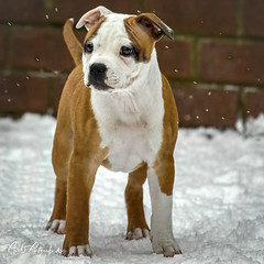 Staffordshire Bull Terriers 