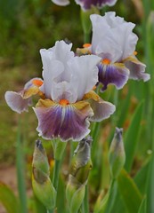 Irises, Royal Botanical Garden, Hamilton, ON