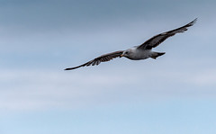 Seagull in Flight