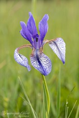 Iris de Sibérie - Siberian iris