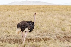 Struthionidae - Ostriches