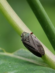 Hemiptera:Cercopidae
