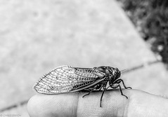 Brood X Cicadas, Monday, May 24, 2021, Bryn Mawr, Pennsylvania