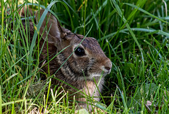 Backyard Rabbit