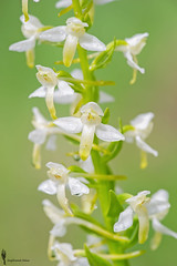 Platantera Comune (Platanthera bifolia)