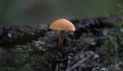 Fungi Lichens and Mosses