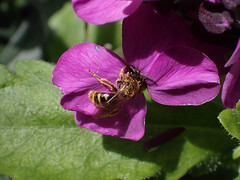 Garden bees