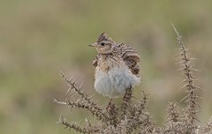 Larks and Pipits
