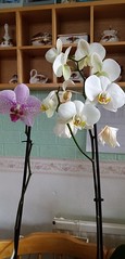 Orchids 2021