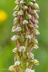 Orchis homme-pendu - Man orchid