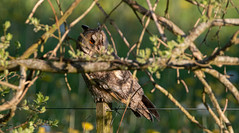 | Long-eared Owl | Store Vildmose | 27-05-2021 |