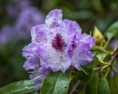 Purple and Lavender Rhododendrons