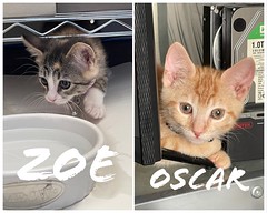 Oscar And Zoe