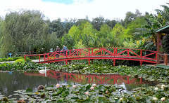 Blue Lotus Water Garden 2012 - YARRA JUNCTION VIC AU
