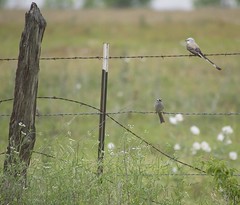 white-crowned sparrow and scissor-tailed flycatcher
