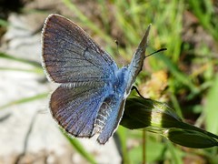 Azuré commun - Common Blue