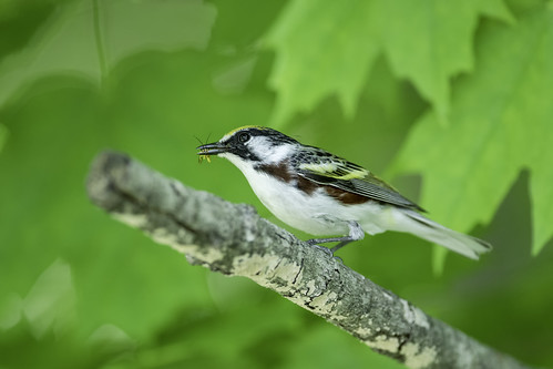 Chestnut-sided Warbler with snack