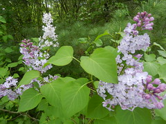 Lilacs, Arboretum, UoG, May 21'21