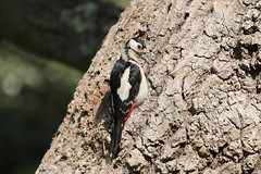Woodpecker, Little Applemore