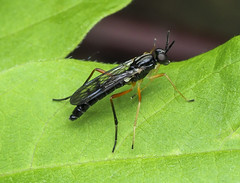 Xylophagidae (Wood Flies)