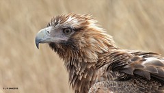 Wedge tailed Eagles