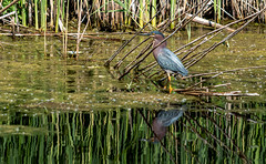 Green Heron Fishing in the Swamp