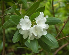 White and Pale Rhododendrons