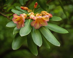 Orange Toned Rhododendrons