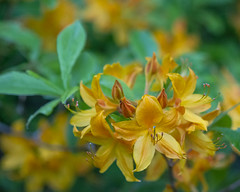 Yellow Rhododendrons