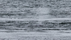 2021-05-24 South Beach Fox and Whale