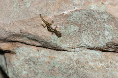 5-27-2021 Green Salamander (Aneides aeneus)- Juvenile