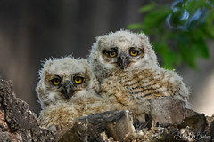 Great Horned Owls Colorado 