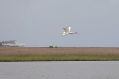 6-1-2021 Great Egret (Ardea alba)