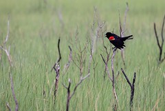 6-1-2021 Red-winged Blackbird (Agelaius phoeniceus)