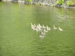 Canada Geese Families, June 5'21